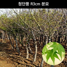 단풍나무 청단풍 R3cm 분묘 조경수 관상수 정원수 공원수 묘목 화분, 1개