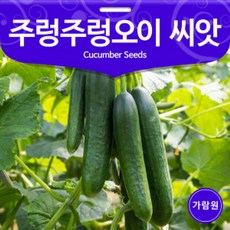 gr주렁주렁 오이씨앗 채소씨앗 채소씨 야채 판매 10알