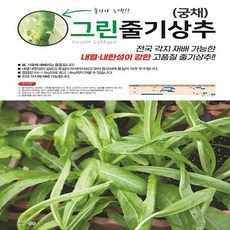 그린줄기상추 1000립