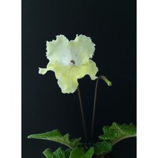 스트렙토카르푸스 TOP01