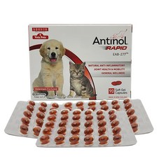 강아지안티놀