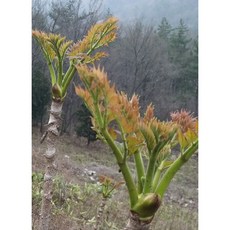 병풍산농장 참두릅, 1개, 300g