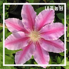 내꽃농원 클레마티스(말리코네) 포트