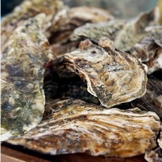 산지 통영굴 세척 석화5kg 통영각굴 굴찜 굴구이, 1개