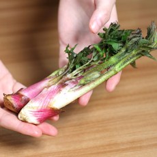 국내산 땅두릅 참두릅 개두릅 엄나무순 봄나물 산나물, 1개, 500g