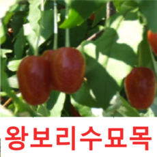 보리수나무