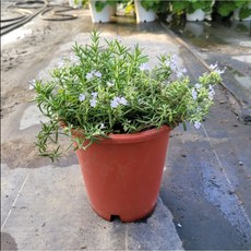 클리핑로즈마리