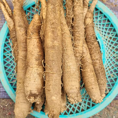 국내산 강원도 정선 더덕 1kg, 1개
