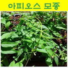 아피오스