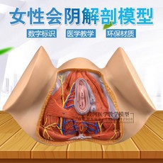 [해외직구] 인체 해부학 모형 회음부 아나토미 교육 요실금 URO, URO해부학모형