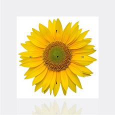 해바라기시계십자수