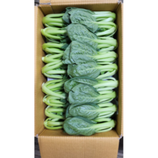 매일매일 새로온 국산 청경채, 1개, 400g