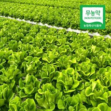 무농약 아삭한 버터헤드 유럽상추 7종 1kg 함평산 산지직송 농장을 담다 농담, 1개