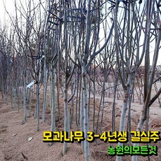 대왕 모과나무 묘목 3-4년생 결실주 (분묘), 1개