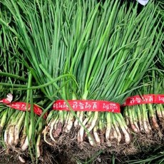 (산지직송)노지 흙쪽파 실파 잔파 한단 1.5KG내외, 1.5kg, 1개