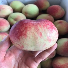  당도선별 백도복숭아 특 3kg 10 15과 제철과일 고당도 프리미엄 산지직송 1개