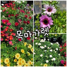 목마가렛키우기