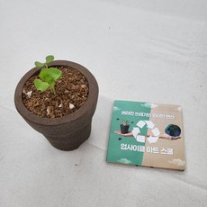 커피찌꺼기 친환경 커피박 화분 만들기 DIY 키트 환경 행사 선물 교육, 바질 씨앗키우기