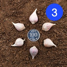 송이네농장 23년 의성 주아(통마늘) 3번 종자마늘 씨마늘 토종마늘, 1개, 3번 3kg(대략1500~1600개)