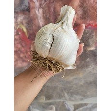 영양만점 국산 토종마늘 코끼리마늘 2kg (가정용 사이즈)