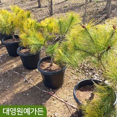 황금소나무 TOP01