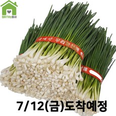 국내산 깐쪽파 쪽파 파 1단 (약1Kg)