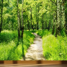 뮤럴벽지자작나무