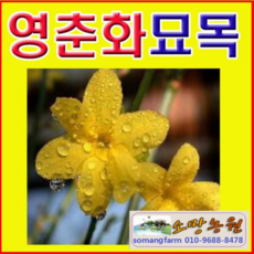 (D소망)영춘화묘목 2년생 15그루
