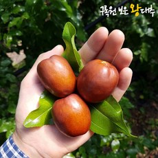 보은황토 생대추 1KG/3KG 왕대추 사과대추 판매, 1박스, 보은생대추 특상 28mm 3kg