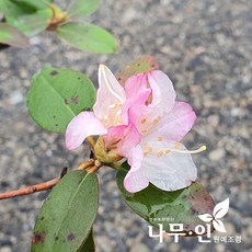 만병초꽃