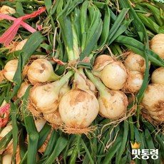 양파 TOP01