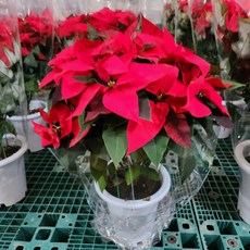 포인세티아 TOP01