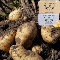 강원도 고랭지 씨감자 4kg 10kg 20kg 감자씨 종자 홍감자 두백 수미 로즈밸리
