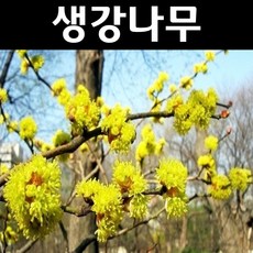 생강나무 묘목 H1.0m 뿌리5개/정원수 조경수, 5개