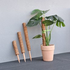 몬스테라 연결형 수태봉 수태 넝쿨 식물 지지대 코코봉 코코폴, 소(20cm)