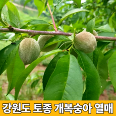 자연산 국내산 야생 토종 청정 햇 게 개봉숭아 산복숭아 돌복숭아 개복숭아 열매 구입 효소 절임 담금 청 액기스 만들기 5kg 10kg
