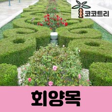 코코트리 [5주묶음] 회양목(상록수) 키30cm 내외