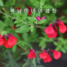 체리세이지 [4포트 복남이네야생화 모종 허브 살비아 세이지 salvia sage], 4개 - 비고앤세이지