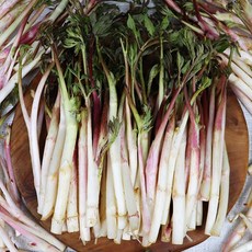 향긋한 겨울두릅 1KG 땅두릅, 500G, 1개