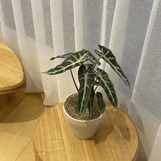 거북알로카시아 한국화이트토분 기본마사 공기정화식물 키우기 수경재배 먼지먹는식물, 검정화산석, 이태리 아레나, 1개