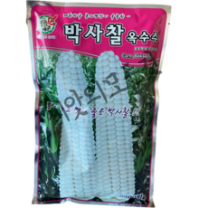 마늘모종 TOP01