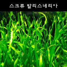 [수초아쿠아] 스크류 발리스네리아 초보수초 인기수초 구피 새우 은신처 음성수초 활착수초