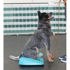 fitpaws