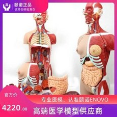인간신체모형 장기모형 교육용 교구 내장 에노보 이노 85CM 인체기관시스템 해부모델 의학
