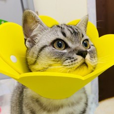 고양이 부직포 넥카라 강아지 목 보호대 소형 초경량 꽃 받침 펠트 중성화 깔때기 수술 상처 긁음 방지, G_오렌지_XS, 1개