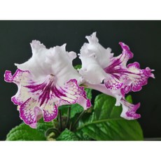 스트렙토카르푸스 TOP01