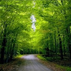 사과프래그런스오일