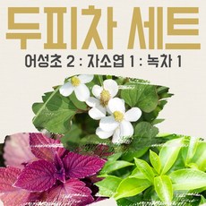 두피차