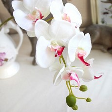호접란부케