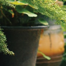 가든파티프래그런스오일